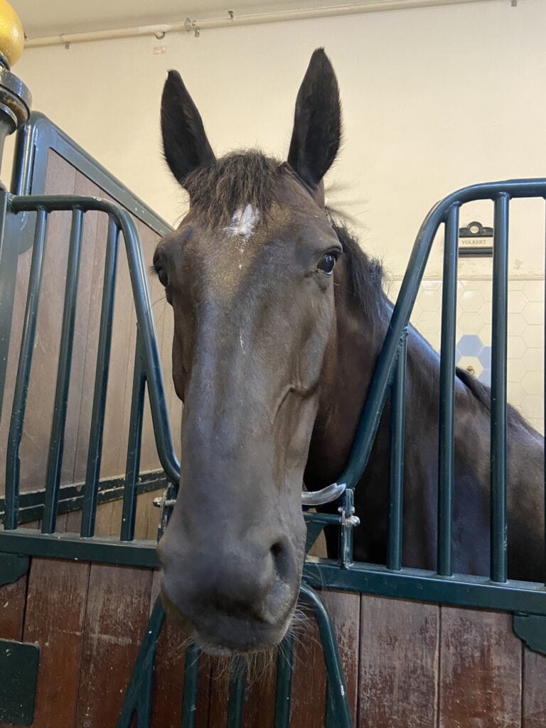 2022 paard stal cw