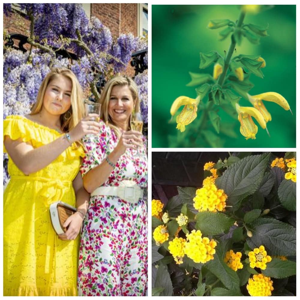 2023 st maarten geel