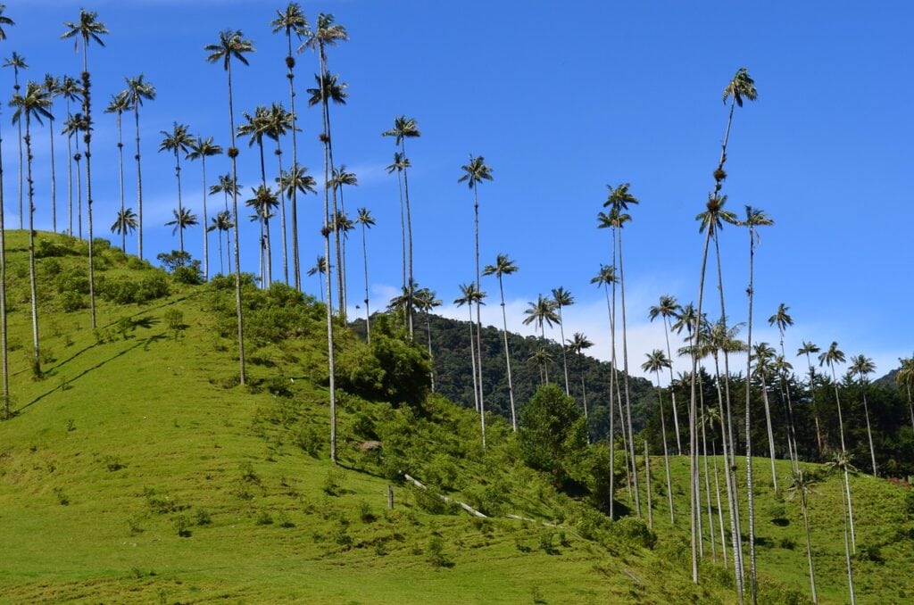2023 colombia cocora vallei